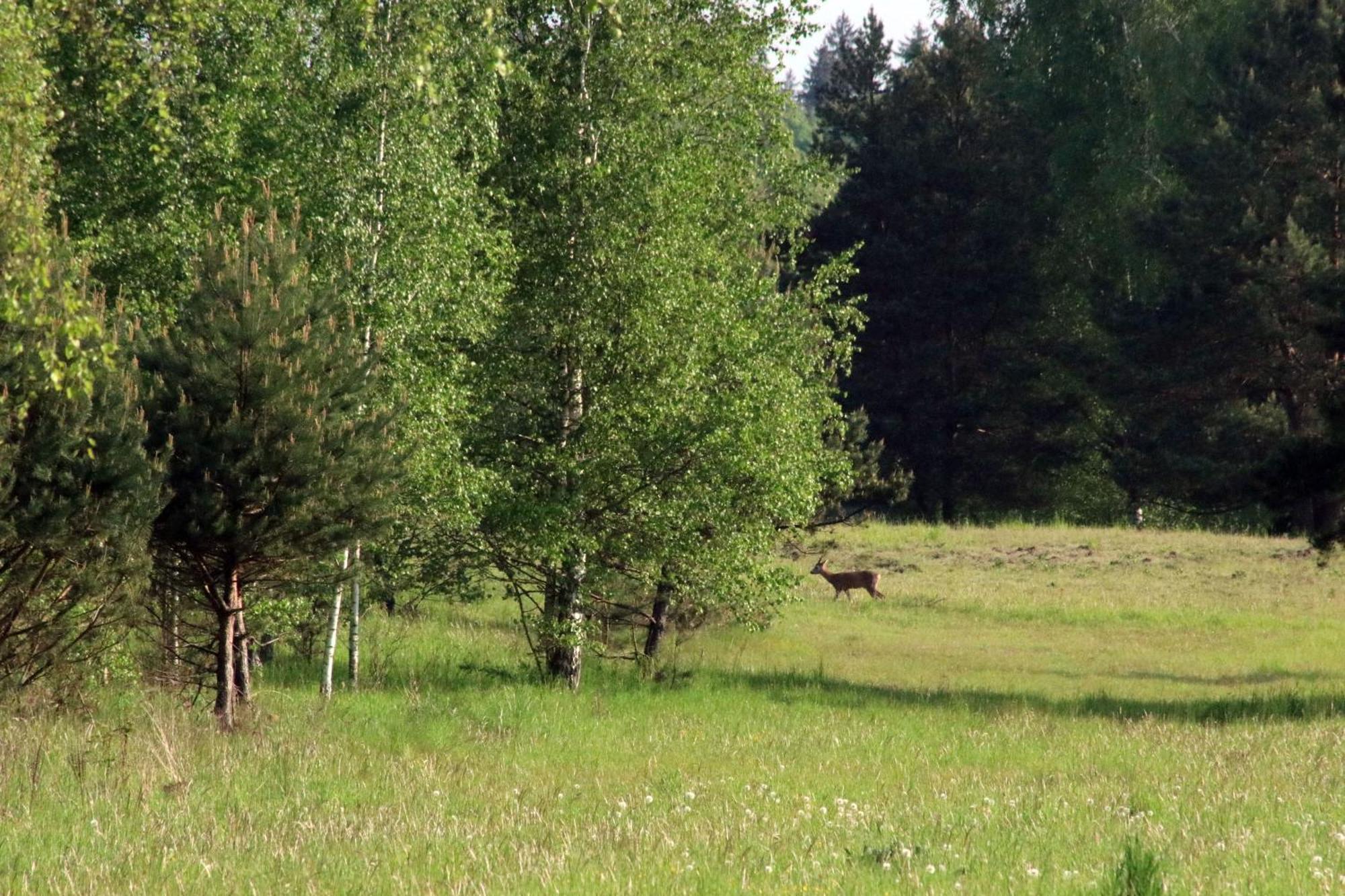 Hotel Debowa Dziupla à Białowieża Extérieur photo